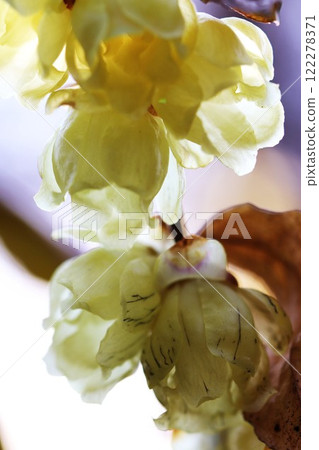 露梅(神奈川縣橫濱市磯區杉田5丁目) 露梅(神奈川縣橫濱市磯區杉田5丁目) 122278371