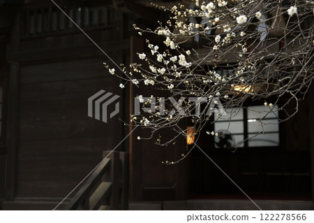 White plum 122278566