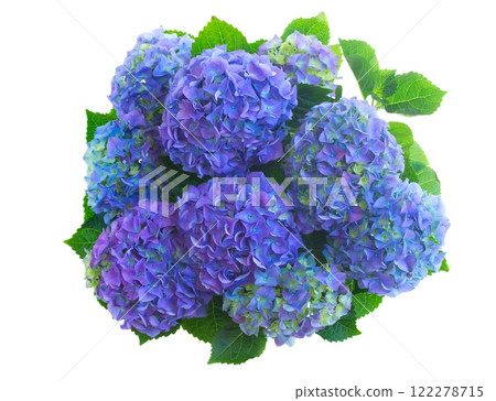 blue hortensia flowers 122278715