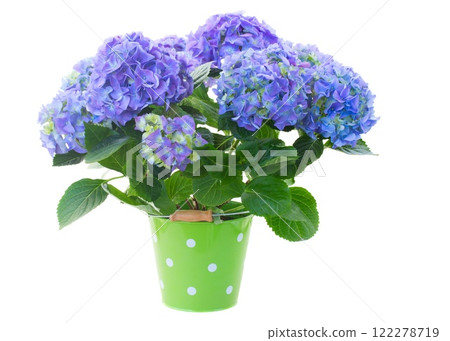 blue hortensia flowers 122278719