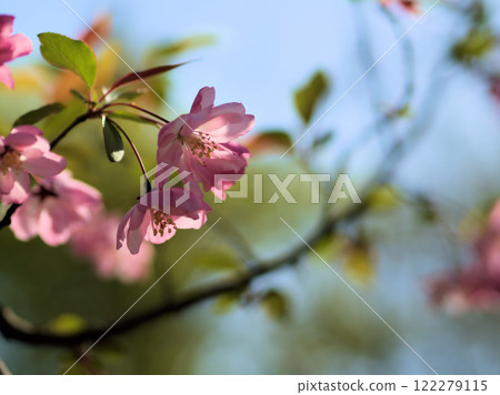 四月盛開的粉紅花街道花 四月盛開的粉紅花街道花 122279115