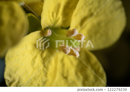 油菜花特寫 油菜花特寫 122279230