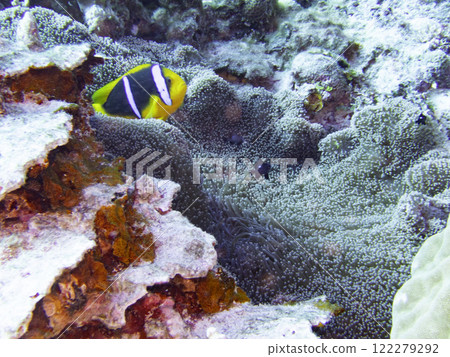 橙鰭海葵魚和女貞海葵 122279292