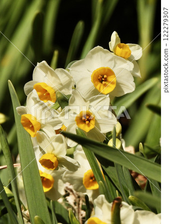 A lovely daffodil! A lovely daffodil! 122279307