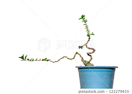 The Premna tree is in the process of creating a bonsai. The Premna tree is in the process of creating a bonsai. 122279433