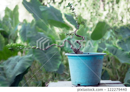 The Premna tree is in the process of creating a bonsai. The Premna tree is in the process of creating a bonsai. 122279440