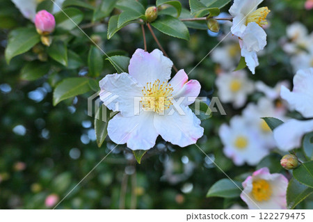 盛開的茶梅花，白色花型 122279475