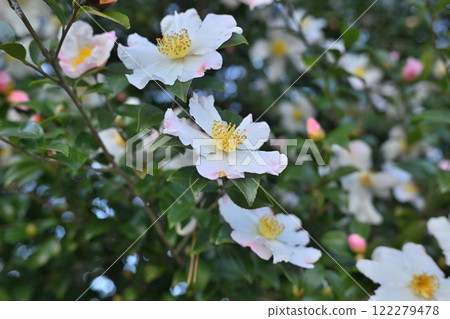 Camellia in full bloom, white flowers 122279478