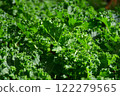 Fresh  organic Kale, Curl Leaf Kale in the plantation field. 122279565