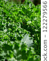 Fresh  organic Kale, Curl Leaf Kale in the plantation field. 122279566
