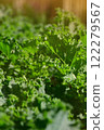 Fresh  organic Kale, Curl Leaf Kale in the plantation field. 122279567