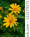 Tree Marigold flowers in natural morning light with green leaves background. 122279572