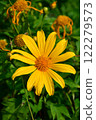 Tree Marigold flowers in natural morning light with green leaves background. 122279573