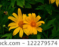 Tree Marigold flowers in natural morning light with green leaves background. 122279574