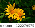 Tree Marigold flowers in natural morning light with green leaves background. 122279575