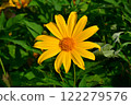 Tree Marigold flowers in natural morning light with green leaves background. 122279576