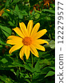 Tree Marigold flowers in natural morning light with green leaves background. 122279577