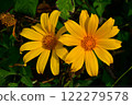 Tree Marigold flowers in natural morning light with green leaves background. 122279578