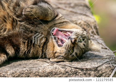 Big yawning cat Big yawning cat 122279585