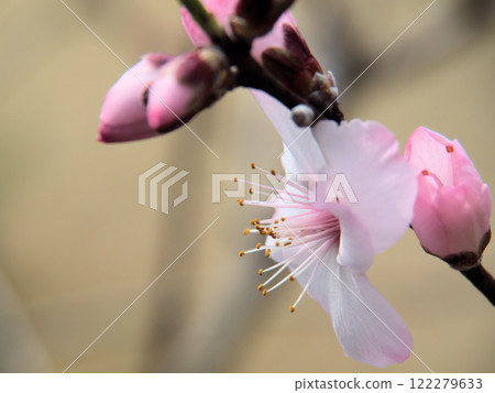 Pretty pink almond flowers blooming in March Pretty pink almond flowers blooming in March 122279633