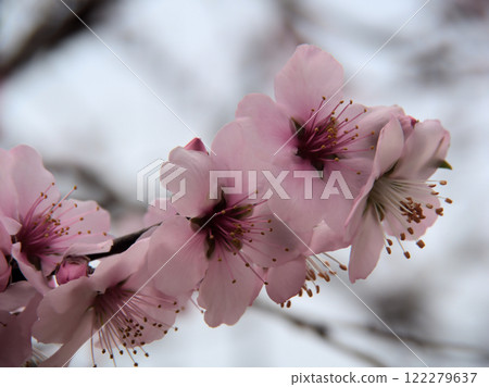 三月盛開的可愛粉紅杏仁花 122279637