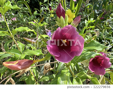 Beautiful Purple Allamanda (lat.- Allamanda blanchetii) 122279656