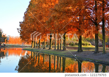 體育公園內種有水杉樹,秋葉在陽光下閃閃發光 體育公園內種有水杉樹,秋葉在陽光下閃閃發光 122279703