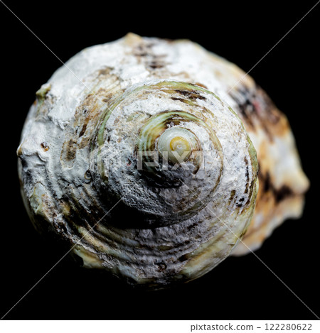 Turbo argyrostomus Linnaeus shell on black background 122280622