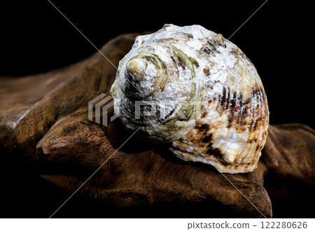 Turbo Argyrostomus Shell on driftwood black background 122280626