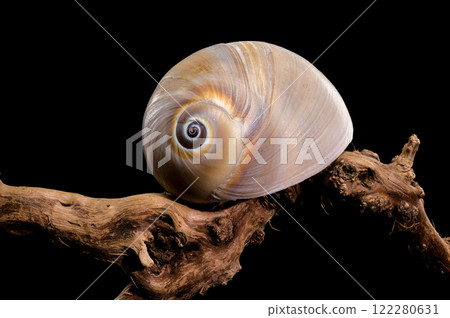 Polymita picta or Cuban painted snail shell on black background Polymita picta or Cuban painted snail shell on black background 122280631