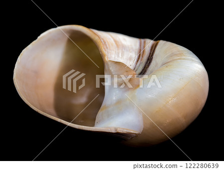 Polymita Picta snail Shell on Wood black background Polymita Picta snail Shell on Wood black background 122280639