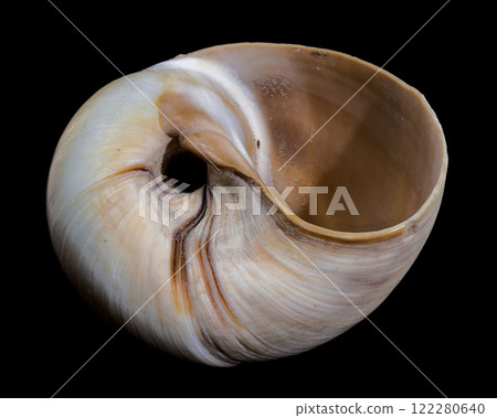 Polymita Picta snail Shell on Wood black background 122280640