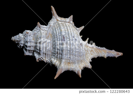 Murex spinicosta shell on black background 122280643