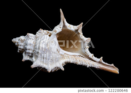 Murex spinicosta shell on black background 122280646