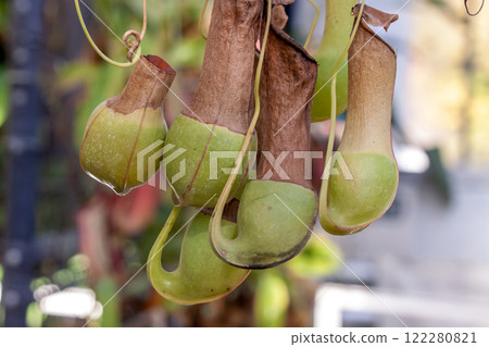 豬籠草利用其捕蟲袋內部散發的氣味來吸引昆蟲 豬籠草利用其捕蟲袋內部散發的氣味來吸引昆蟲 122280821