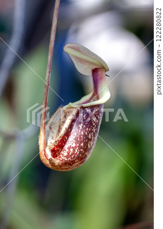 豬籠草利用其捕蟲袋內部散發的氣味來吸引昆蟲 122280822