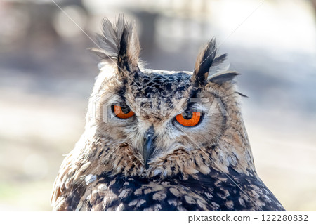 A Bengal Eagle Owl with vibrant irises and feathers fluttering in the wind A Bengal Eagle Owl with vibrant irises and feathers fluttering in the wind 122280832