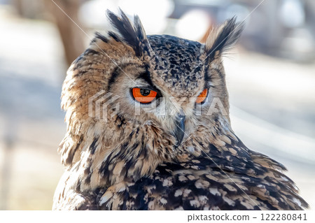 孟加拉雕鴞的翅膀在風中搖曳，賦予它無所畏懼的外表和明亮的虹膜。 122280841