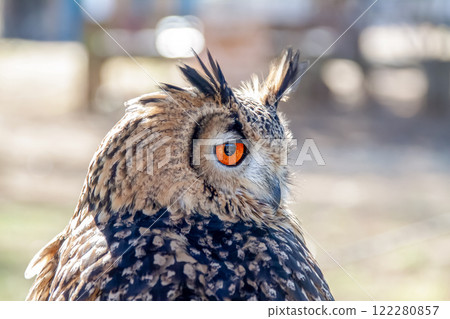 孟加拉雕鴞的翅膀在風中搖曳,賦予它無所畏懼的外表和明亮的虹膜。 孟加拉雕鴞的翅膀在風中搖曳,賦予它無所畏懼的外表和明亮的虹膜。 122280857