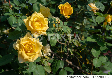 Beautiful yellow roses blooming in the garden. Roses are mainly popular for its Symbol of Beauty and to Convey the message of Love. 122280962