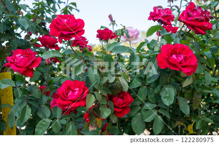 Beautiful red roses blooming in the garden. Roses are mainly popular for its Symbol of Beauty and to Convey the message of Love. 122280975