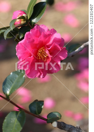 Cold camellia Cold camellia 122281407