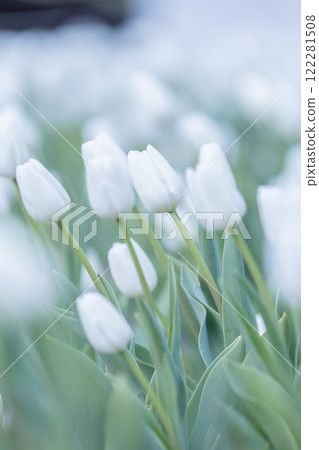 Tulips at Funabashi Andersen Park Tulips at Funabashi Andersen Park 122281508