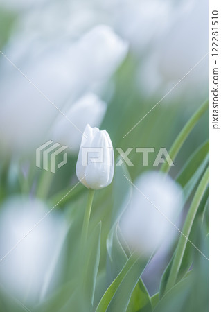 Tulips at Funabashi Andersen Park Tulips at Funabashi Andersen Park 122281510