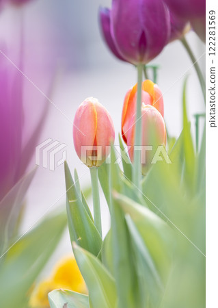 Tulips at Funabashi Andersen Park Tulips at Funabashi Andersen Park 122281569