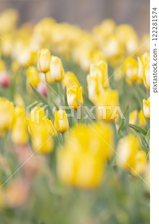Tulips at Funabashi Andersen Park Tulips at Funabashi Andersen Park 122281574