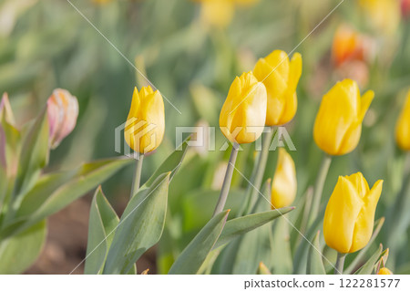 Tulips at Funabashi Andersen Park 122281577