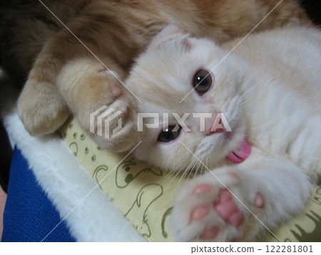 Cat's paw and staring cat Cat's paw and staring cat 122281801