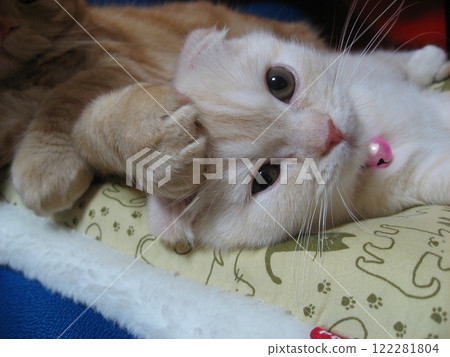 Cat with hand on head Cat with hand on head 122281804
