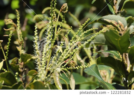 Nature Plants Okinawan jiai, male flowers starting to bloom. January in Ishigaki Island, male flowers start to bloom at the same time as the buds appear. Nature Plants Okinawan jiai, male flowers starting to bloom. January in Ishigaki Island, male flowers start to bloom at the same time as the buds appear. 122281832